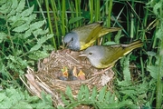 Mourning Warbler Magnet