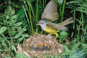 Mourning Warbler Magnet