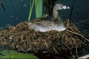 Pied-billed Grebe Magnet