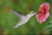 Ruby-throated Hummingbird Magnet