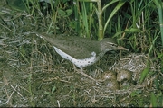 Spotted Sandpiper Magnet