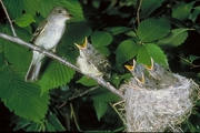 Traill's Flycatcher Magnet