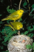 Yellow Warbler Magnet