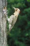 Yellow-shafted Flicker Poster