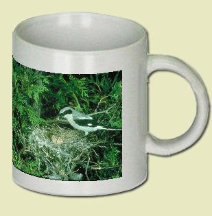 Loggerhead Shrike Coffee Mug