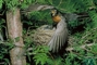 American Robin picture