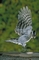 Downy Woodpecker picture