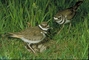 Killdeer picture