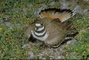 Killdeer picture