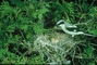 Loggerhead Shrike picture