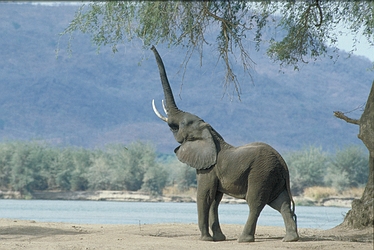 African Elephant