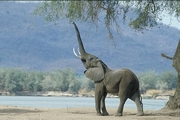 African Elephant Magnet