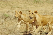 African Lion Poster