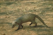 Banded Mongoose Magnet
