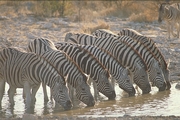 Burchell's Zebra Magnet