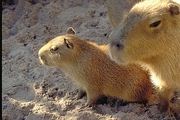 Capybara Magnet