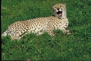 Cheetah T-Shirt