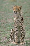 Cheetah T-Shirt