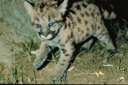 Cougar Magnet