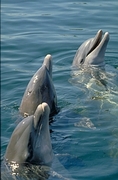 Dolphin Magnet