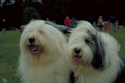 English Sheepdog Magnet