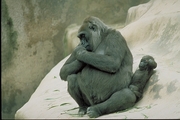 Gorilla Poster