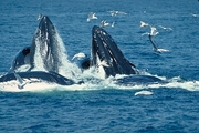 Humpback Whale Magnet