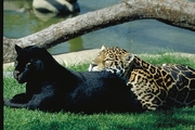 Jaguar Magnet