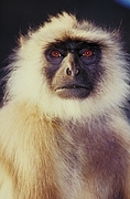 Langur Poster