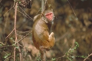 Macaque Poster