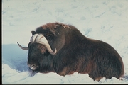 Musk Ox Magnet
