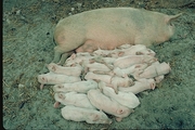 Pig Magnet