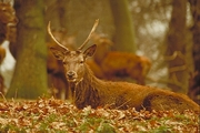 Red Deer Magnet