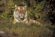 Siberian Tiger Magnet