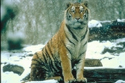 Siberian tiger Magnet