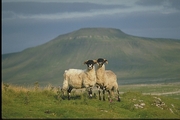 Swalesdale sheep Magnet