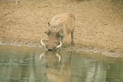 Warthog Magnet