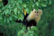 White-faced Monkey Poster