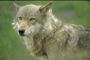 Wolf Magnet