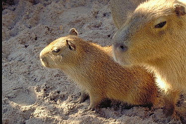 Capybara