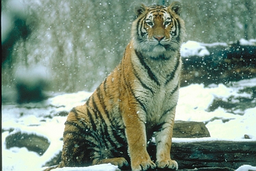 Siberian tiger