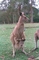 Kangaroo picture
