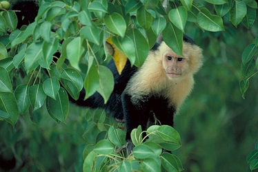 White-faced Monkey