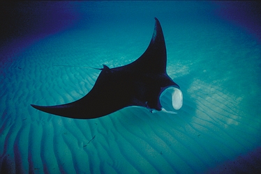 Atlantic Manta Ray