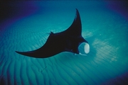 Atlantic Manta Ray Magnet