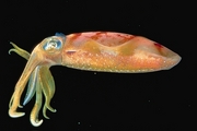 Atlantic Oval Squid Magnet