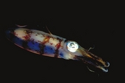 Atlantic Oval Squid T-Shirt