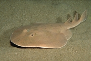 Atlantic Torpedo Ray Magnet