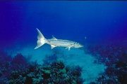 Barracuda Magnet