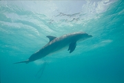 Bottle-nosed Dolphin Magnet